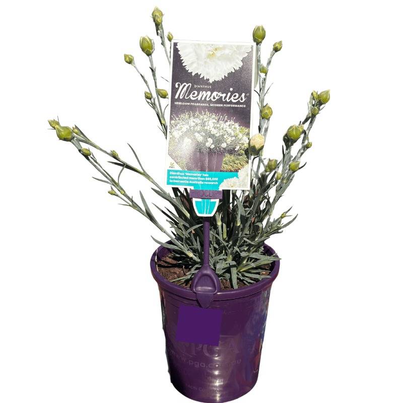 Dianthus Memories 14cm