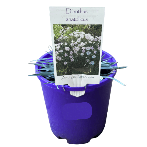 Dianthus anatolicus 14cm