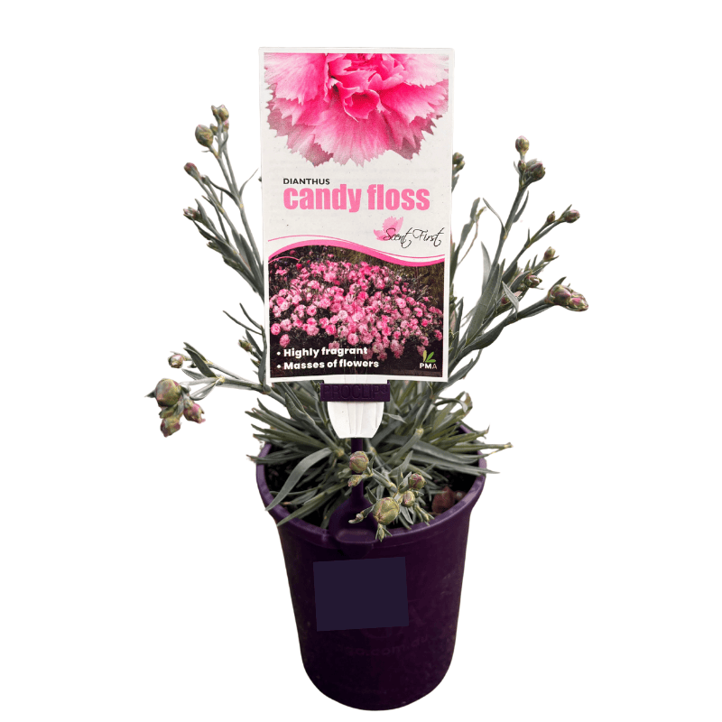 Dianthus Candy Floss 14cm