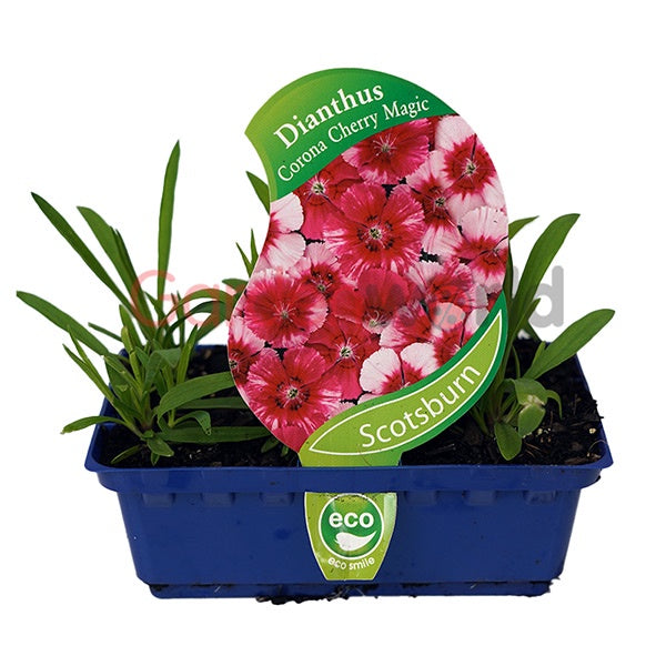 Dianthus Corona Cherry Magic Punnet