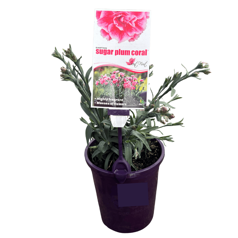 Dianthus Sugar Plum Coral 14cm