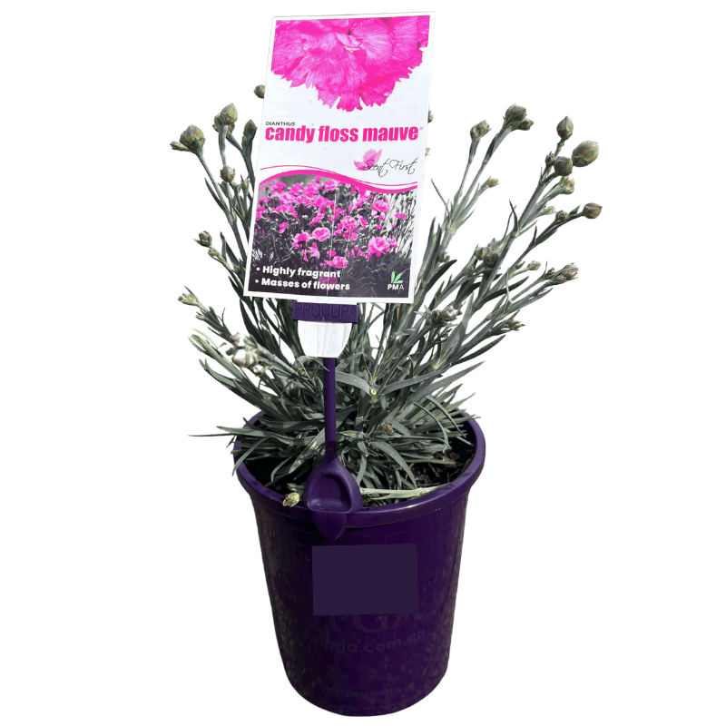 Dianthus Candy Floss Mauve 14cm