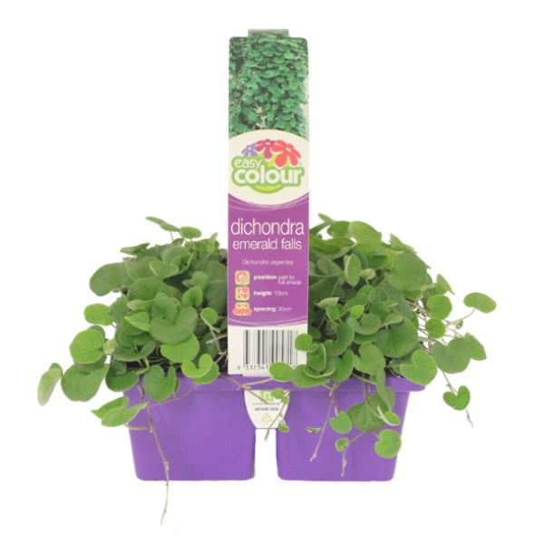 Dichondra Emerald Falls