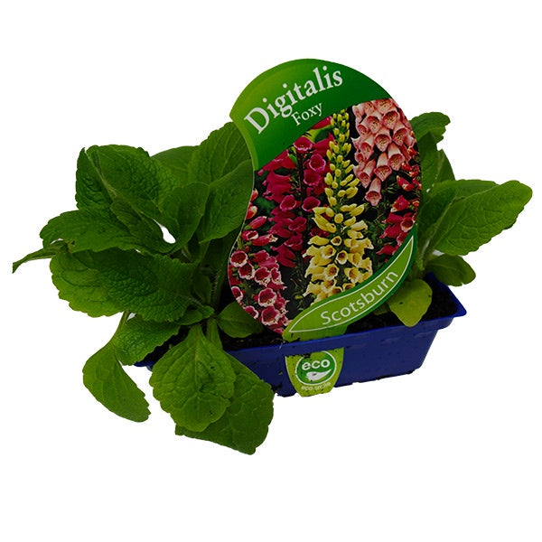 Digitalis Foxy Mix Punnet