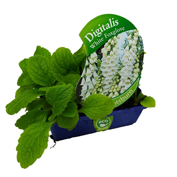 Digitalis White Foxglove Punnet