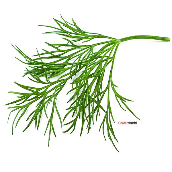 Dill 10cm Pot