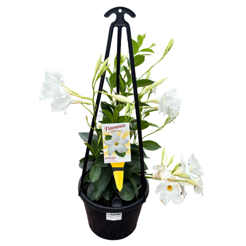 Dipladenia Assorted 20cm