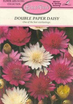 Helipterum Paper Daisy Double Seeds