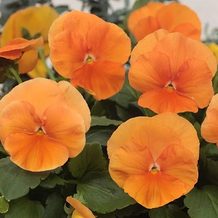 Pansy Orange