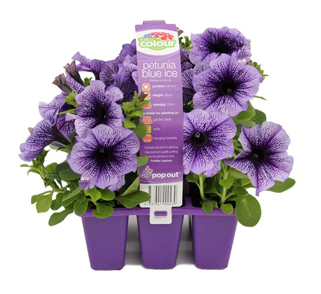Petunia Blue Ice