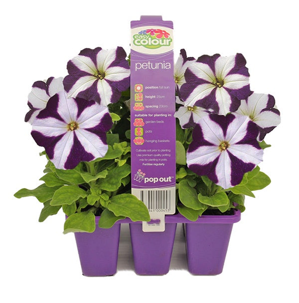 Petunia Blue Star