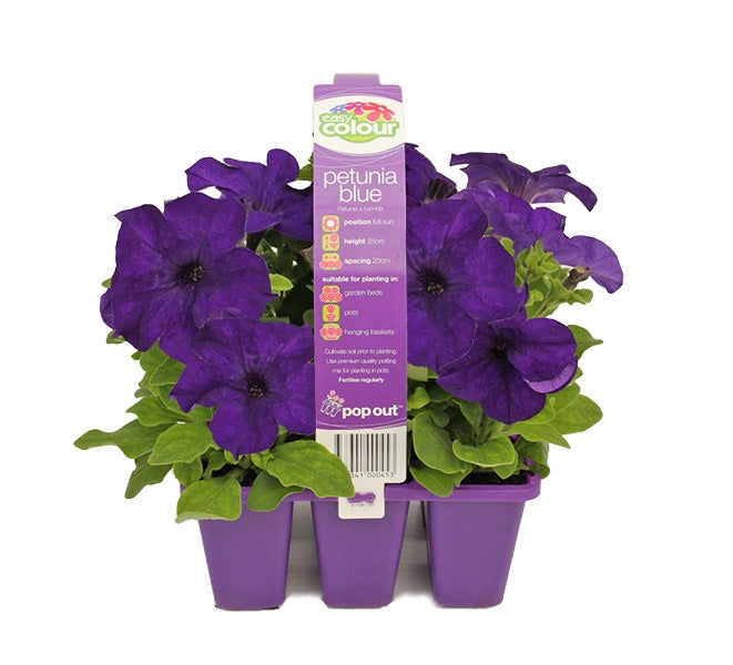 Petunia Blue