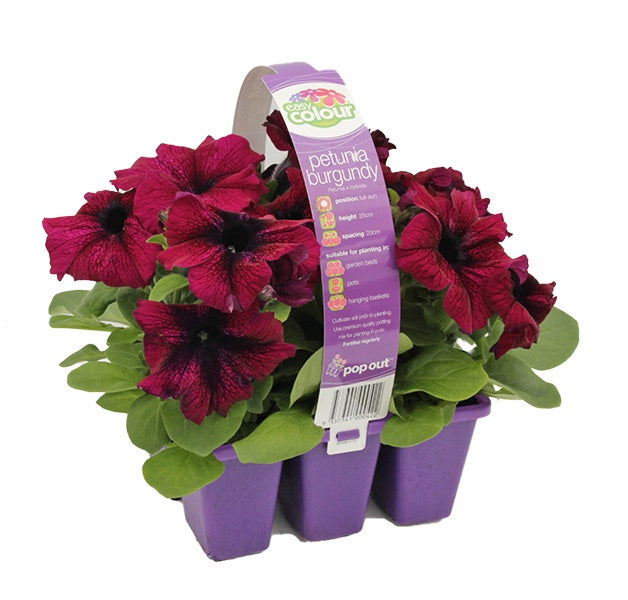 Petunia Burgundy