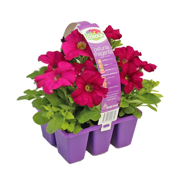 Petunia Magenta