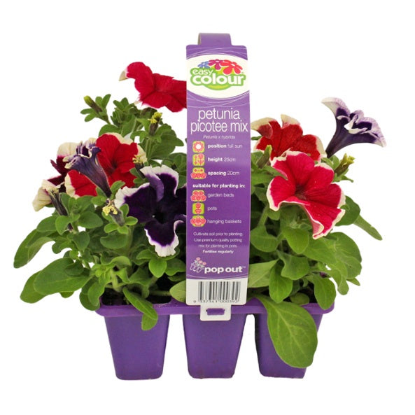 Petunia Picotee Mix
