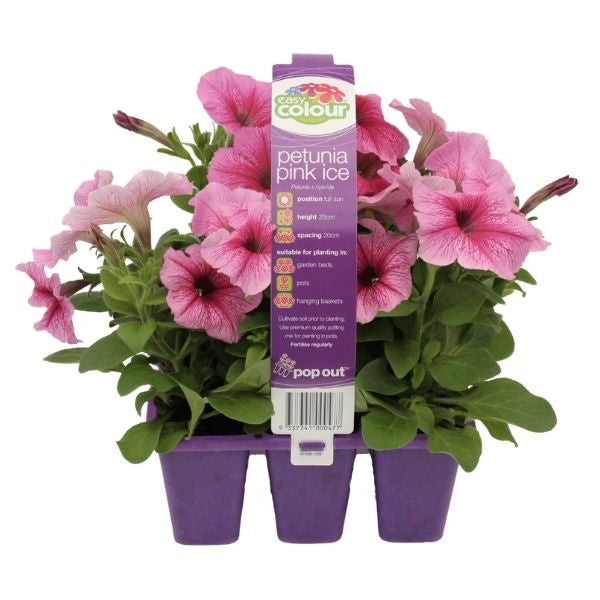 Petunia Pink Ice