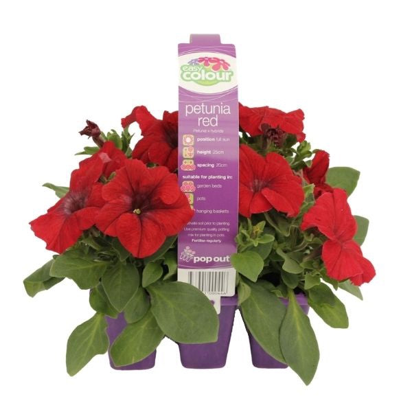 Petunia Red