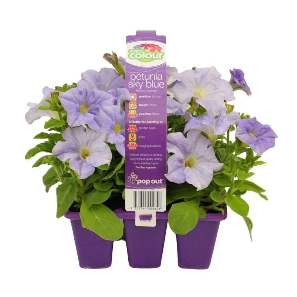 Petunia Sky Blue