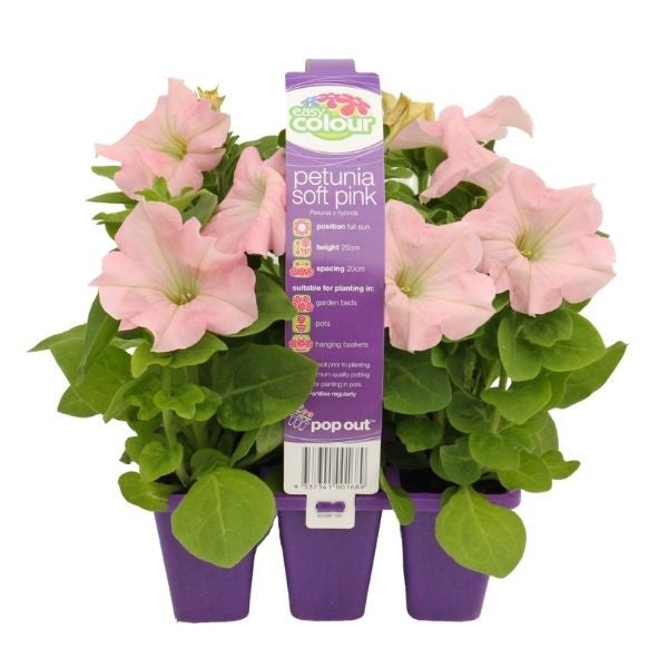 Petunia Soft Pink
