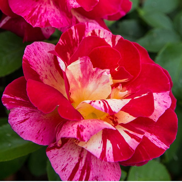 Rose Edgar Degas Bush 20cm Pot