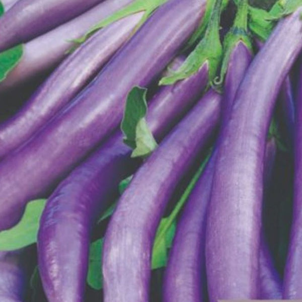 Eggplant Ping Tung Long Seeds