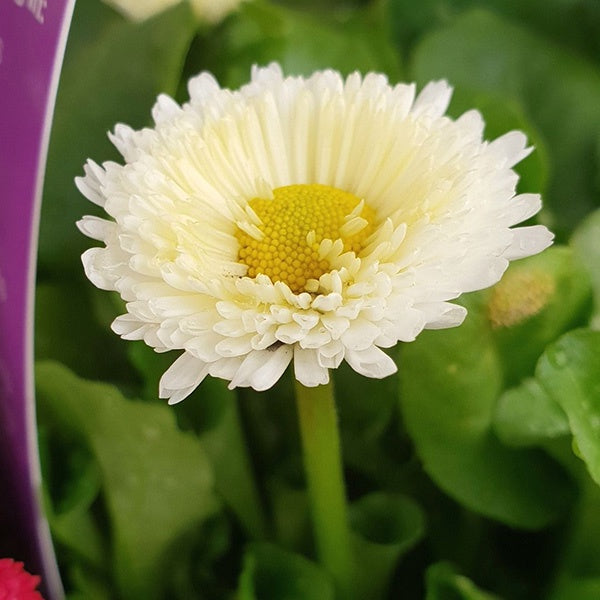 Bellis English Daisy White