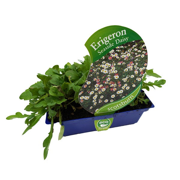 Erigeron Seaside Daisy Punnet
