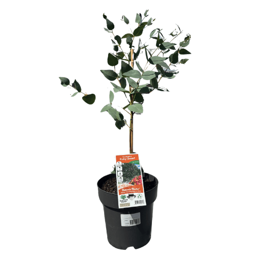 Eucalyptus Euky Dwarf 20cm