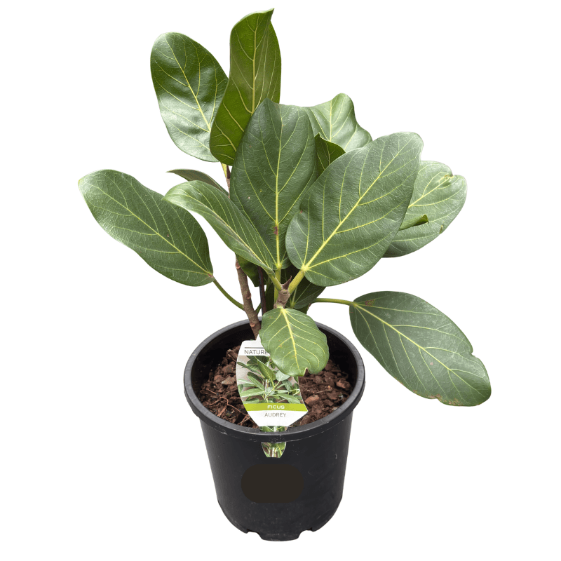 Ficus benghalensis Audrey 20cm