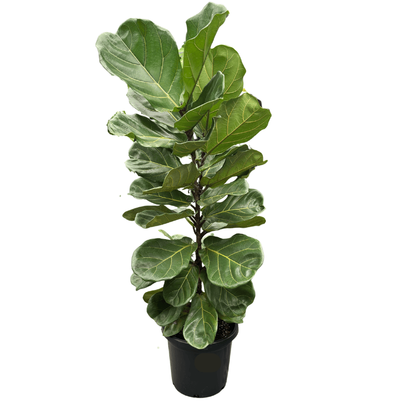 Ficus lyrata_30cm