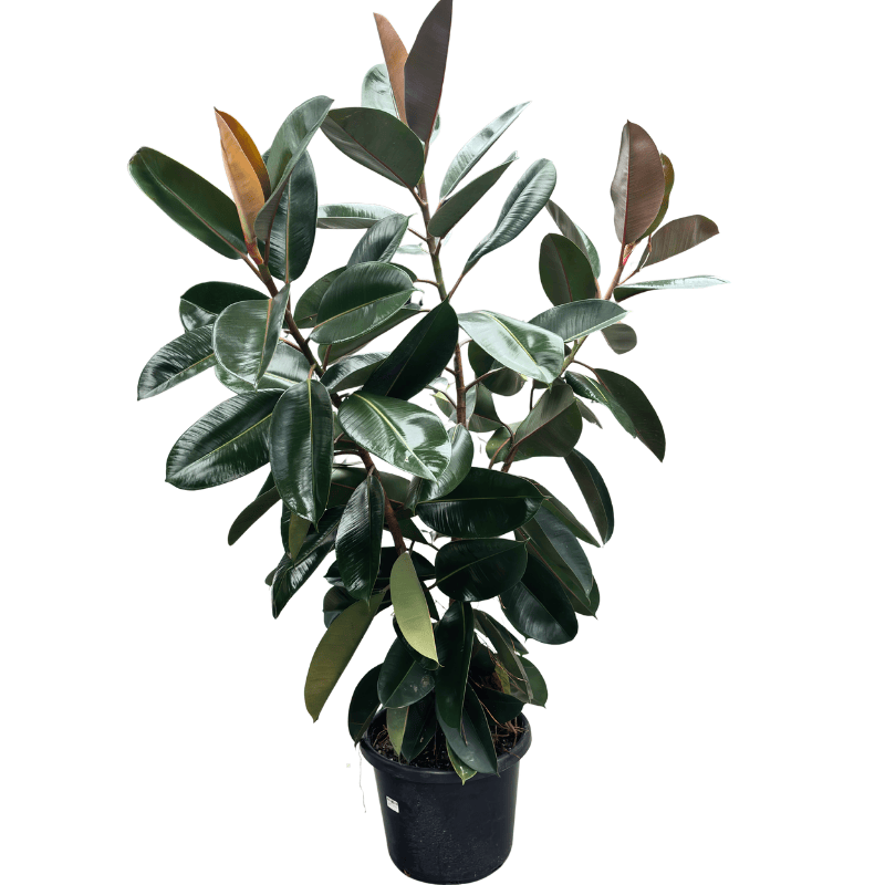 Ficus elastica Burgundy 40cm