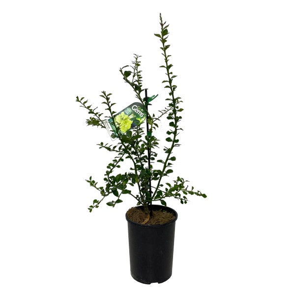 Finger Lime 'D'Emerald' Dwarf 15cm