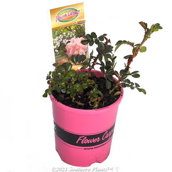 Rose Flower Carpet Apple Blossom 14cm