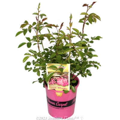 Rose Flower Carpet Pink Splash 14cm