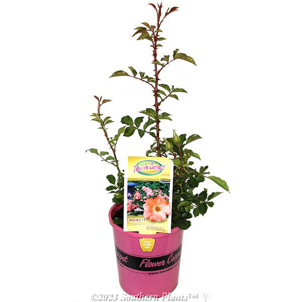 Rose Flower Carpet Coral 14cm