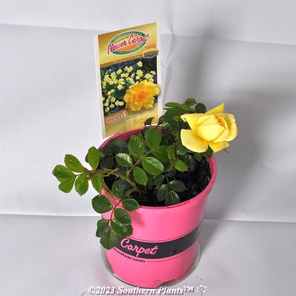 Rose Flower Carpet Gold 14cm