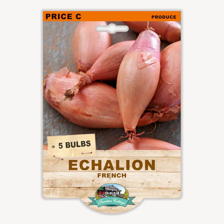French Echalion - 5 Bulbs