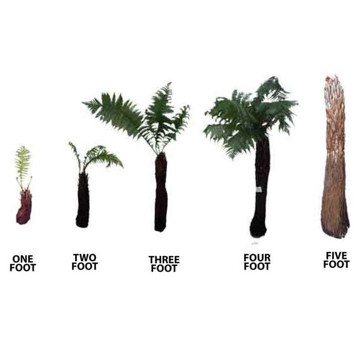 Tree Fern - Dicksonia antarctica