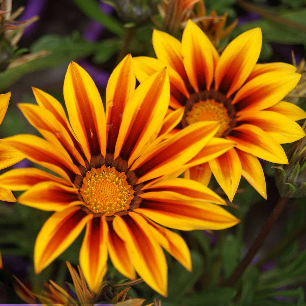 Gazania Flame Mix
