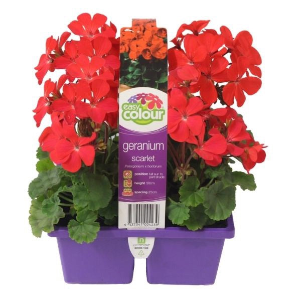 Geranium Scarlet