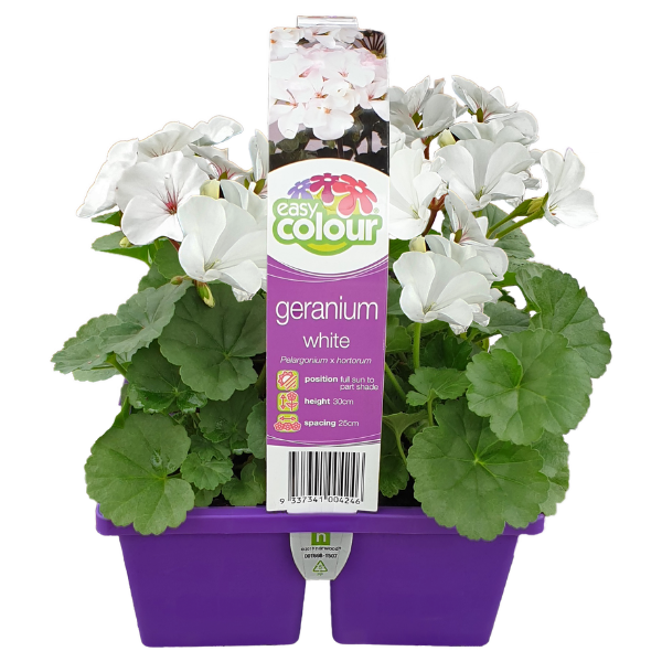 Geranium White