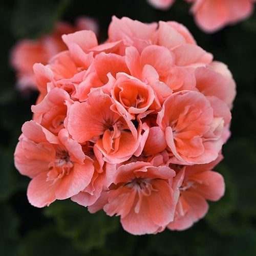 Geranium Savannah Light Salmon 20cm