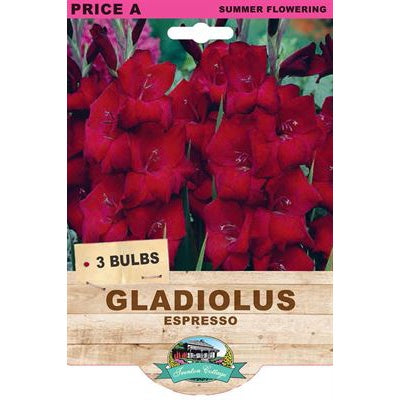 Gladiolus Espresso - 3 Bulbs