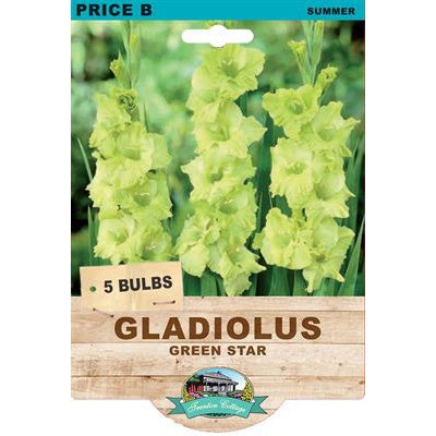 Gladiolus Green Star - 5 Bulbs
