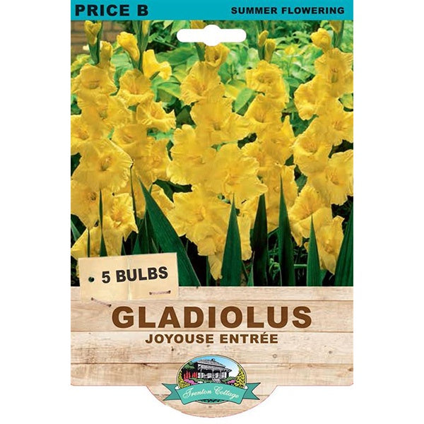 Gladiolus Joyouse Entree - 5 Bulbs