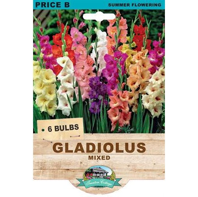 Gladiolus Mixed - 6 Bulbs