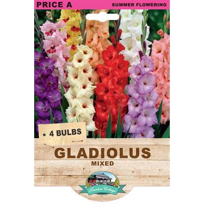 Gladiolus Mixed - 4 Bulbs