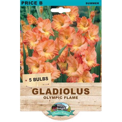 Gladiolus Olympic Flame - 5 Bulbs