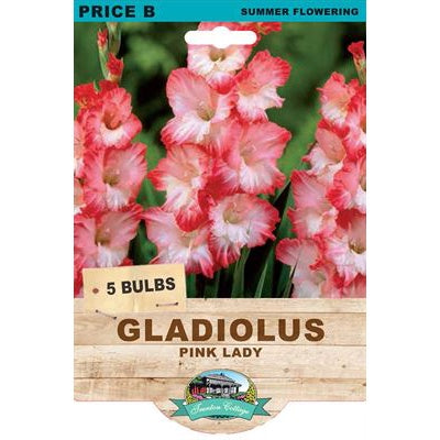 Gladiolus Pink Lady - 5 Bulbs