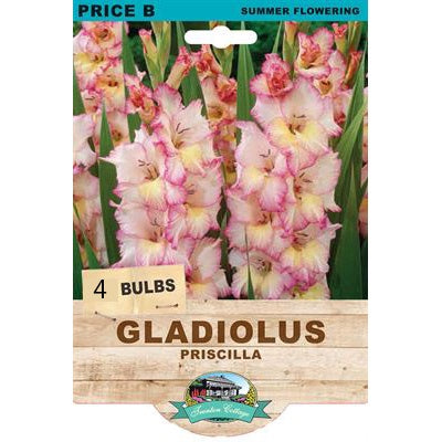 Gladiolus Priscilla - 4 Bulbs